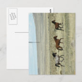 Carte Postale Studs Wild Hore (Devant / Derrière)