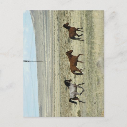 Carte Postale Studs Wild Hore (Devant)