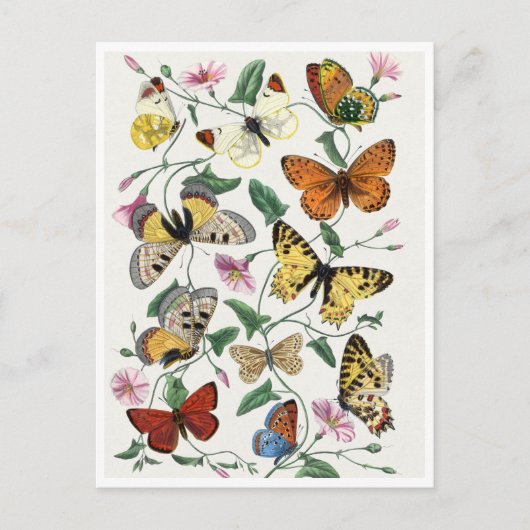 Carte Postale Study of Diurnal butterflies by Paul Gervais (Devant)