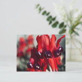 Carte Postale Sturt Desert Pea (Debout devant)