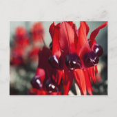 Carte Postale Sturt Desert Pea (Devant)