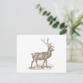 Carte Postale Style Buck Mule Deer Letterpress (Debout devant)