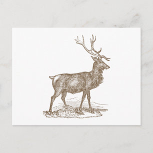 Carte Postale Style Buck Mule Deer Letterpress