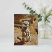 Carte Postale Style Meerkat (Debout devant)