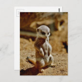 Carte Postale Style Meerkat (Devant / Derrière)