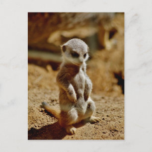 Carte Postale Style Meerkat