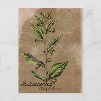 Carte Postale Style vintage Belladonna Plante