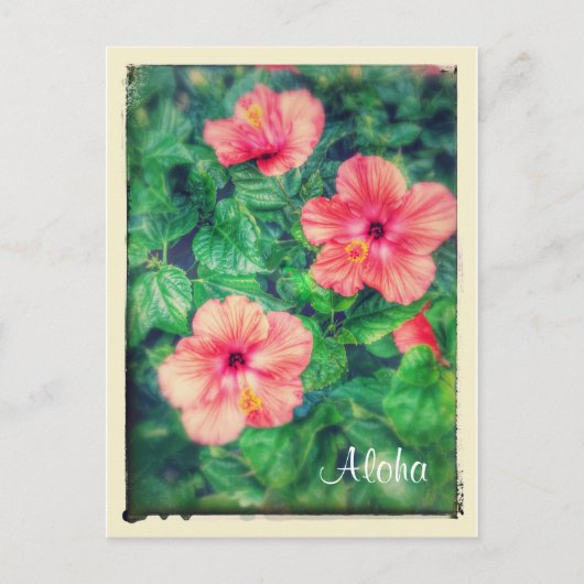 Carte Postale Style vintage Fleurs d'Hibiscus Tropical (Devant)