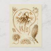 Carte Postale Stylo (Devant)