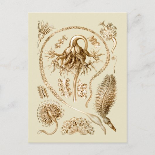 Carte Postale Stylo (Devant)