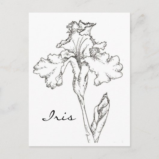 Carte Postale Stylo à fleurs de printemps Iris et dessin d'encre (Devant)