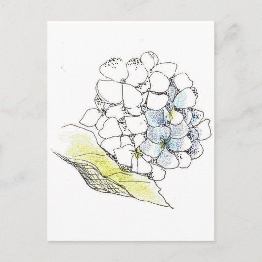 Carte Postale Stylo à fleurs Hydrangea et dessin d'encre (Devant)