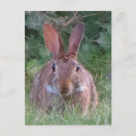 Carte Postale Stylo de parc (Devant)