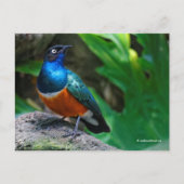 Carte Postale Sublime Chanson De Starling Africain (Devant)