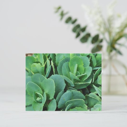 Carte Postale Succulent | (Debout devant)
