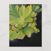 Carte Postale Succulent (Devant)