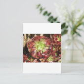 Carte Postale Succulent (Debout devant)