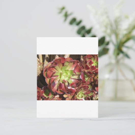 Carte Postale Succulent (Debout devant)
