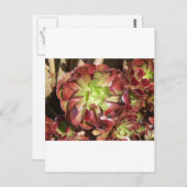 Carte Postale Succulent (Devant / Derrière)