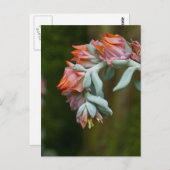 Carte Postale Succulent fleurissant (Devant / Derrière)