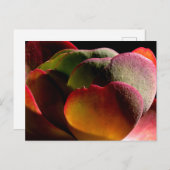 Carte Postale Succulent Plante du désert (Devant / Derrière)