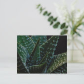 Carte Postale Succulent Plante zèbre (Debout devant)