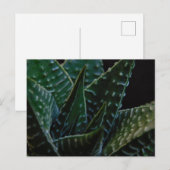 Carte Postale Succulent Plante zèbre (Devant / Derrière)