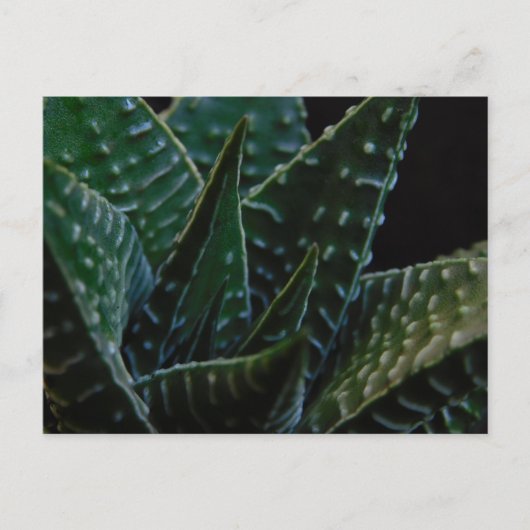 Carte Postale Succulent Plante zèbre (Devant)