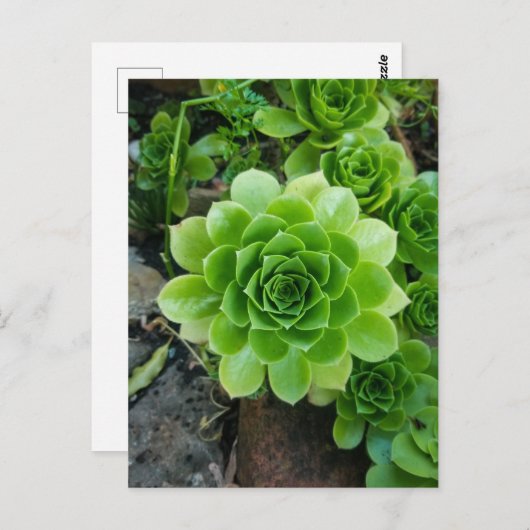 Carte Postale Succulent vert (Devant / Derrière)
