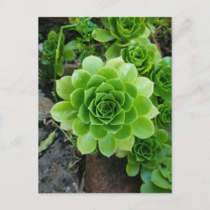Carte Postale Succulent vert
