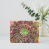 Carte postale Succulente (Debout devant)