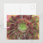 Carte postale Succulente (Devant / Derrière)