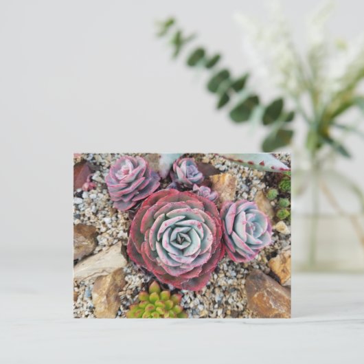 Carte postale succulente (Debout devant)