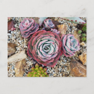 Carte postale succulente