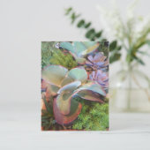 Carte postale Succulente Container Garden (Debout devant)