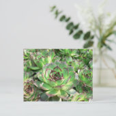 Carte Postale Succulents (Debout devant)