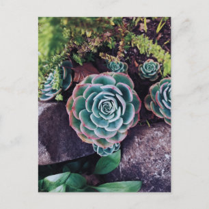 Carte Postale Succulents