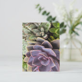 Carte Postale Succulents (Debout devant)