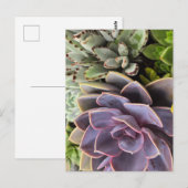 Carte Postale Succulents (Devant / Derrière)