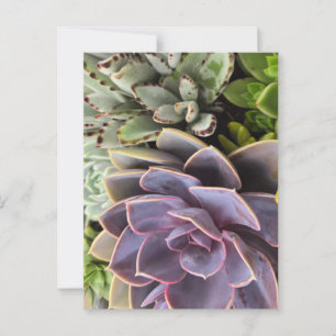 Carte Postale Succulents