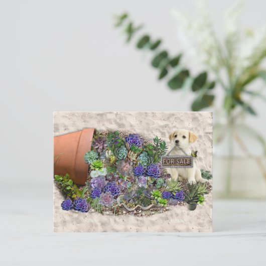 Carte Postale Succulents à vendre (Debout devant)