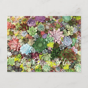 Carte Postale Succulents colorés
