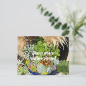 Carte Postale Succulents colorés à l'herbe argentée (Debout devant)