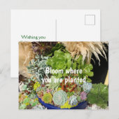 Carte Postale Succulents colorés à l'herbe argentée (Devant / Derrière)
