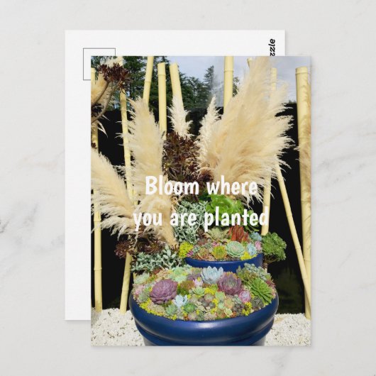 Carte Postale Succulents colorés à l'herbe argentée (Devant / Derrière)