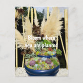 Carte Postale Succulents colorés à l'herbe argentée (Devant)