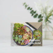 Carte Postale Succulents dans le planteur (Debout devant)