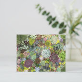 Carte Postale Succulents de verdure (Debout devant)
