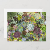 Carte Postale Succulents de verdure (Devant / Derrière)