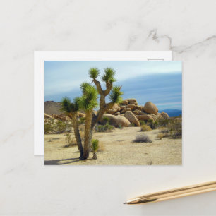 Carte Postale Succulents du désert de Californie, rochers et cie